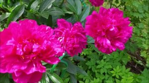 Пион "Канзас"