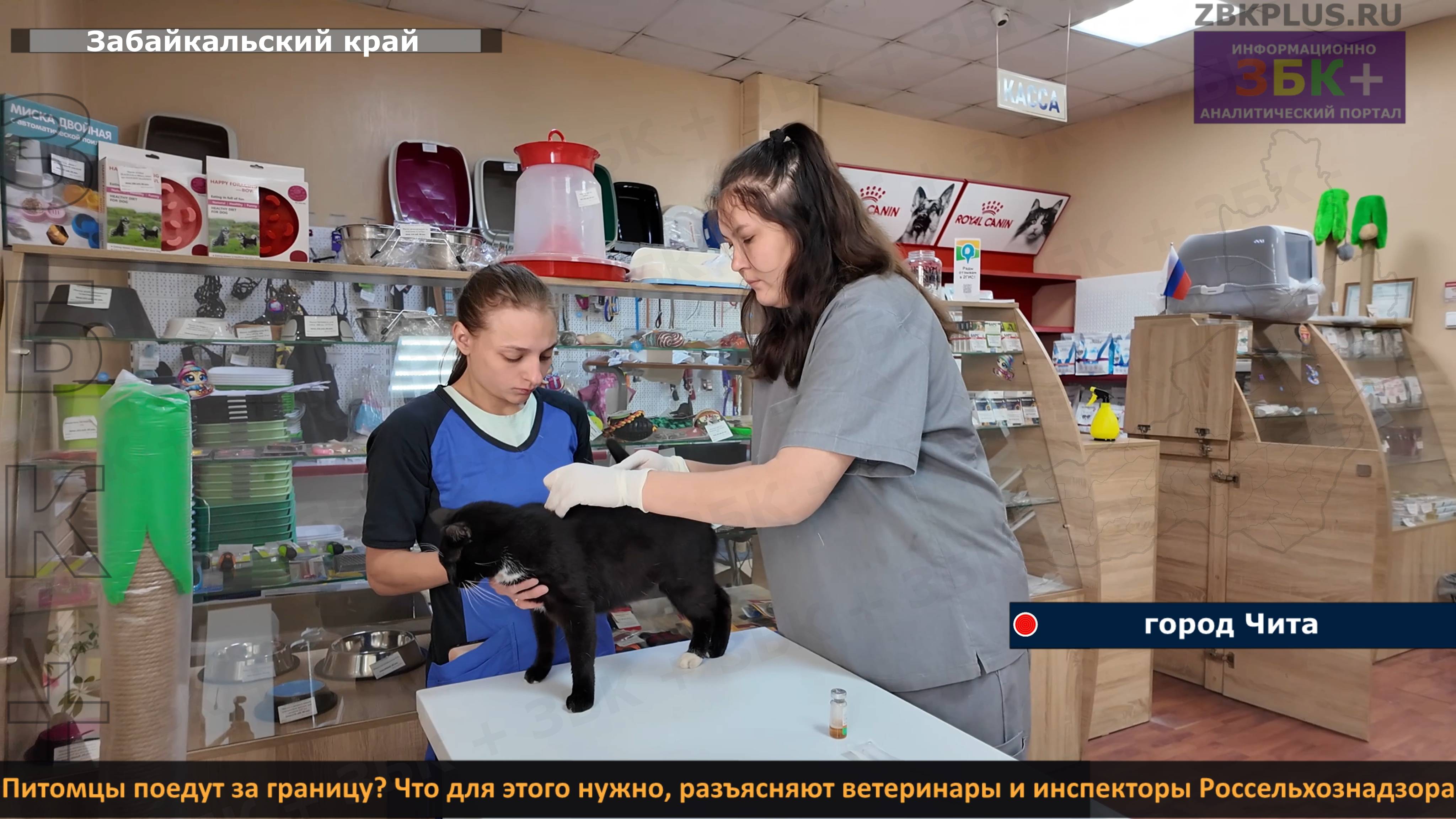 ЗБК + Питомцы поедут за границу! Что для этого нужно, разъясняют ветеринары и инспекторы Россельхозн смотреть онлайн