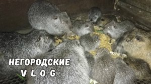 Летом экономим зерно. Яблоки - сладкое и полезное лакомство для НУТРИЙ. 23.06.25