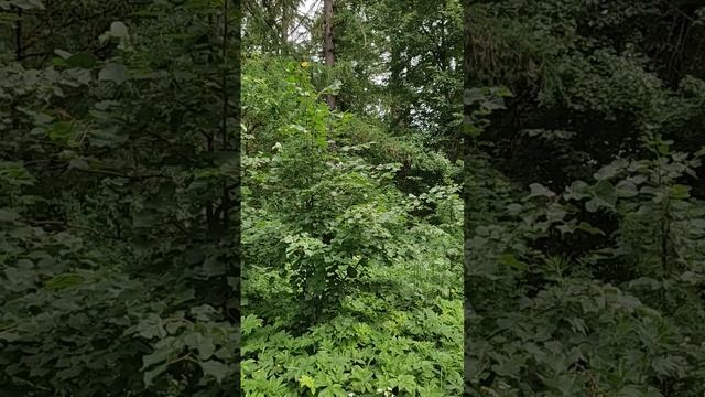 Иногда достаточно лишь одного цветка для радости и счастья... Обернись, посмотри, ведь прекрасное...