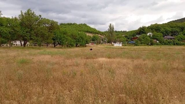 ДЕВОЧКА В ПОЛЕ БЕГАЕТ БОСИКОМ🏃♀️