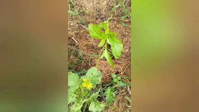 Сейте ЭТО и урожай будет достойным!!