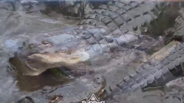 Alcatraz With Alligators. This Is How Trump Solves Migration In The Florida Swamps.