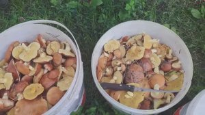 28ИЮНЯ, НАШ ГРИБНОЙ УЛОВ🤗🌻🌻🌻