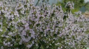 PowerDirector (06.2025)