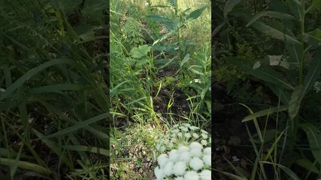 полевые цветы//