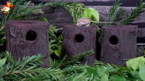 Видео для кошек про крысок развлекать питомцев 🐭🐀😂 (183)