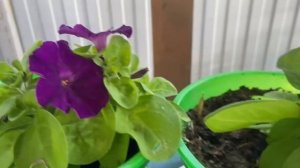 Петуния Мамба зацветает.
