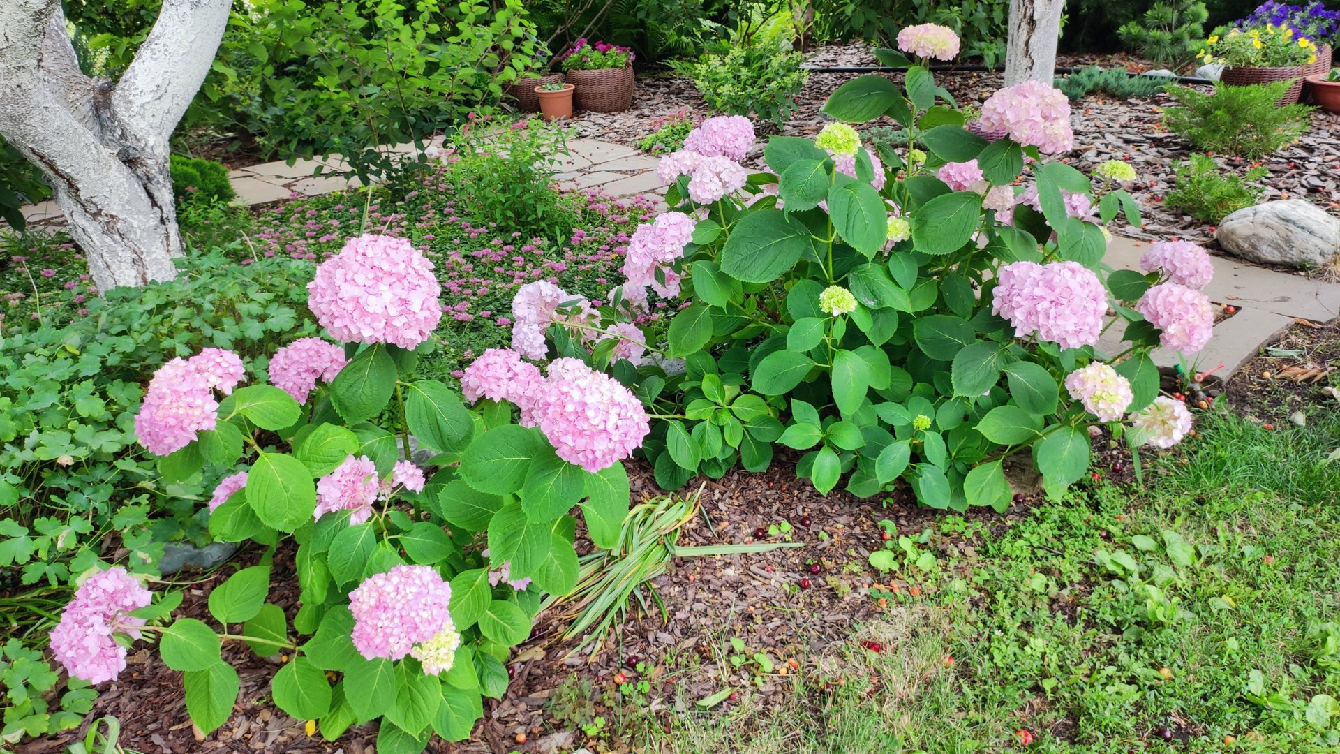 Сравнительный обзор крупнолистных гортензий Бесконечное лето и Переменчивая.