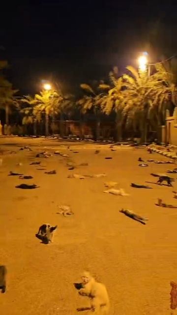 Столько котов вы никогда не видели смотреть онлайн