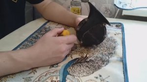 ВОЛГОВСКИЙ СИГНАЛ__ИЗ ЧЕГО СОСТОИТ__ЧТО ВНУТРИ_