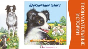 Познаем мир вокруг нас / Приключения Щенка