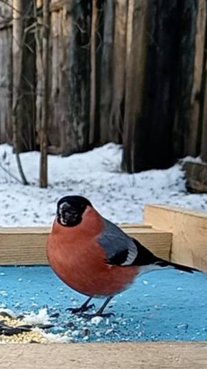 Снегирь смотреть онлайн