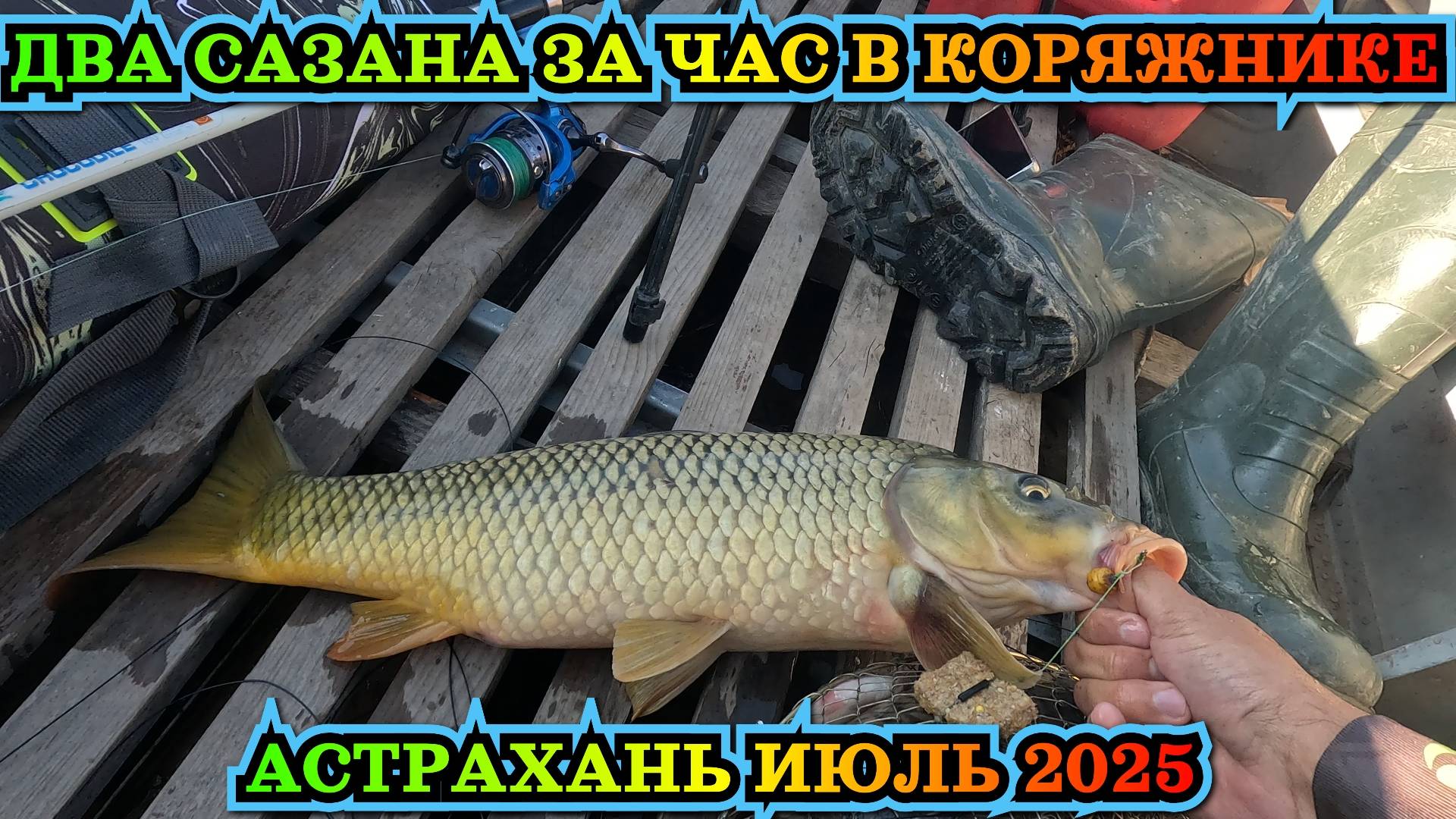 Сазан чуть не утащил удилище. Рыбалка на САЗАНА в ИЮЛЕ месяце в Астрахани. Ловим сазана в корягах. смотреть онлайн