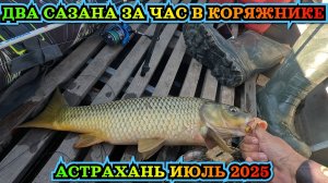 Сазан чуть не утащил удилище. Рыбалка на САЗАНА в ИЮЛЕ месяце в Астрахани. Ловим сазана в корягах.