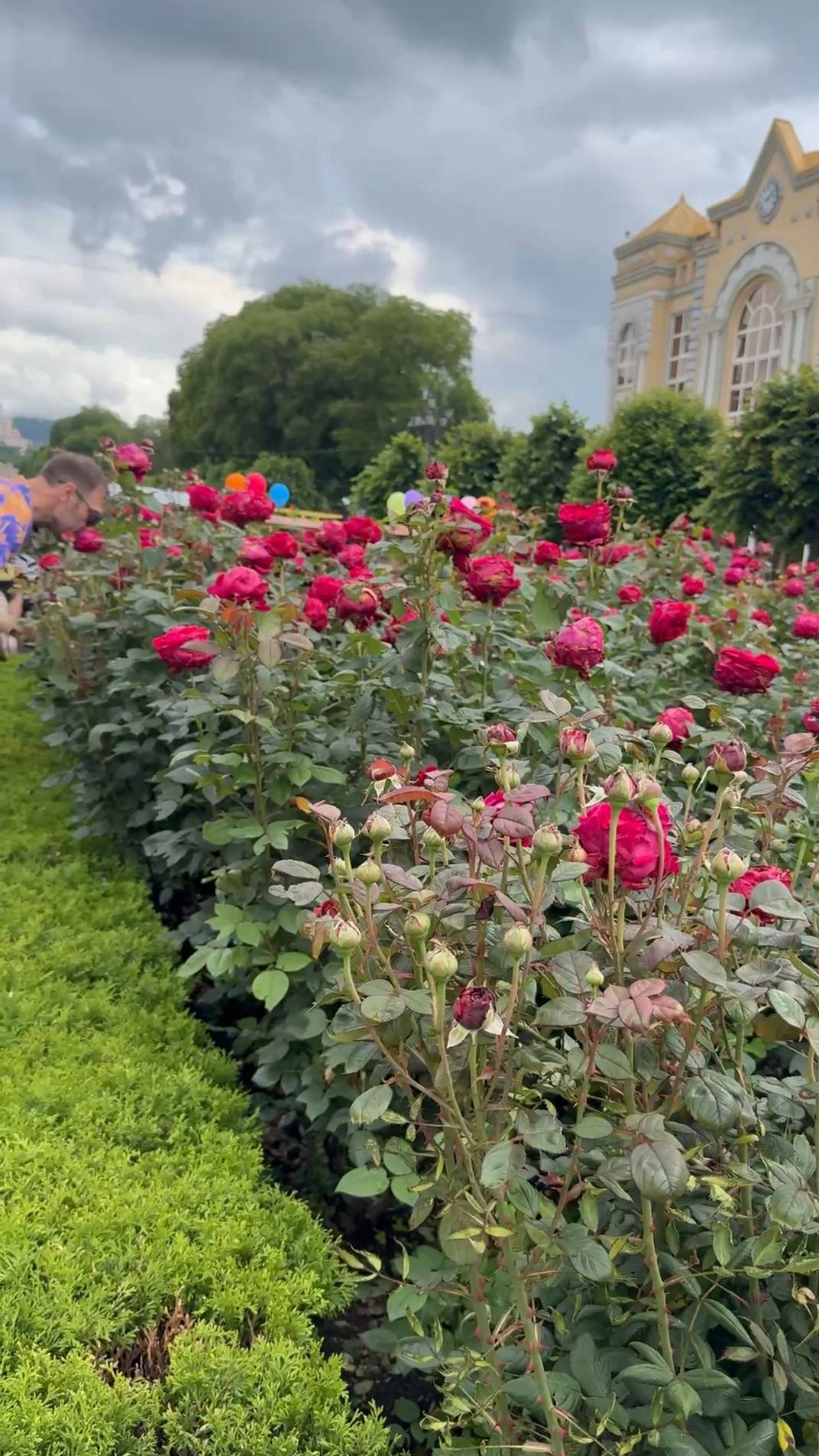 Сезон роз 2025 года в Кисловодске 1
