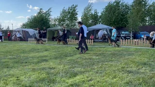 МОЛОДЫЕ СУКИ / КЧК БРОННИЦЫ 24 мая`25 F.Bogoeski, О.Васильев Моно немецких овчарок