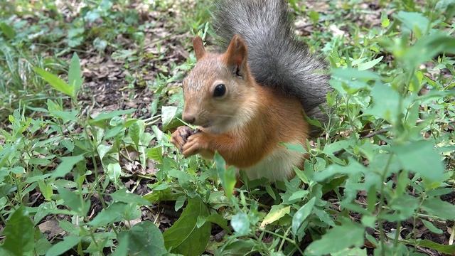 В парке Гагарина (Самара - 29.06.2025) смотреть онлайн