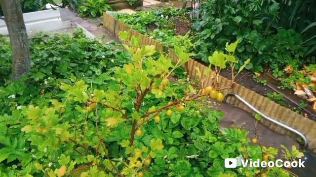 Крыжовник. Рынок вздрогнет смотреть онлайн