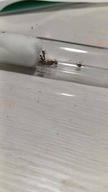 ники потерены