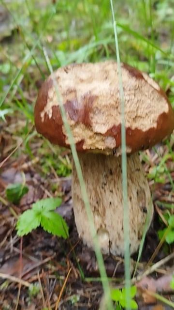 Белый гриб крепышь 2025. смотреть онлайн