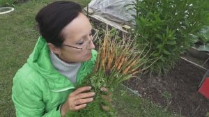 6 соток 27 июня 2025 года. Хроника.