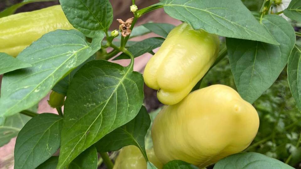 А что тут в нашем оазисе-теплице новенького? О, да это же, наконец. плоды! смотреть онлайн