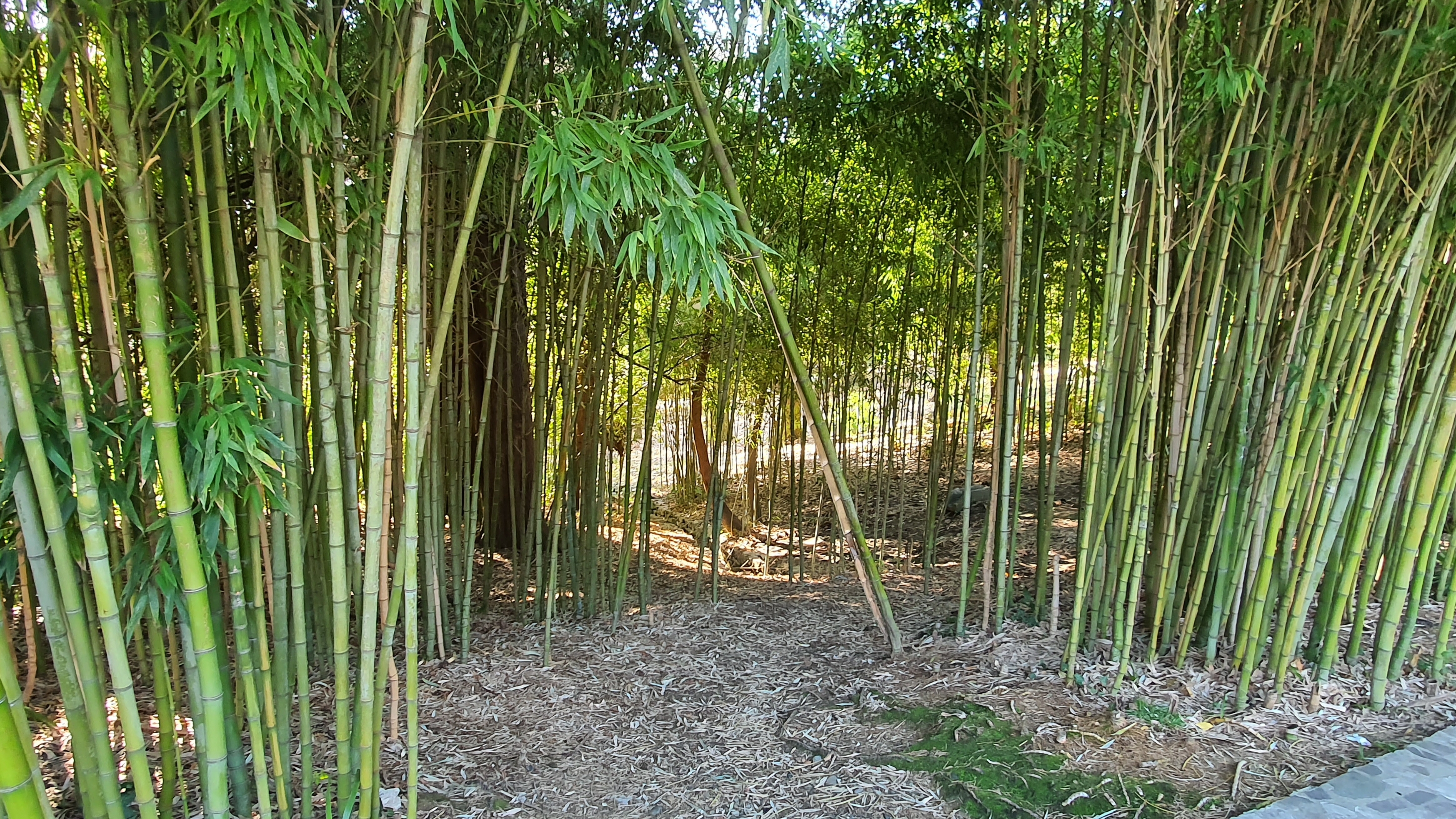Бамбуковая роща — одна из главных достопримечательностей нижнего парка дендрария. Но есть и вверху смотреть онлайн