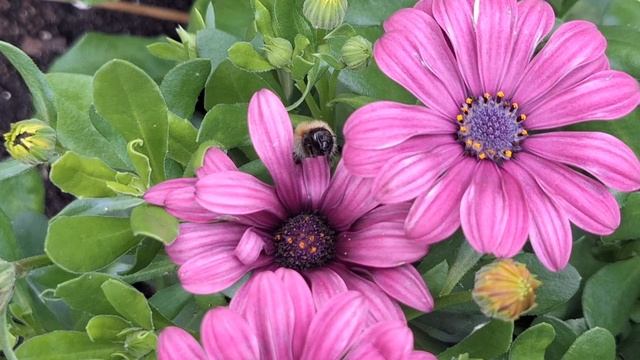 Новая розочка с wb и цветущий сад смотреть онлайн