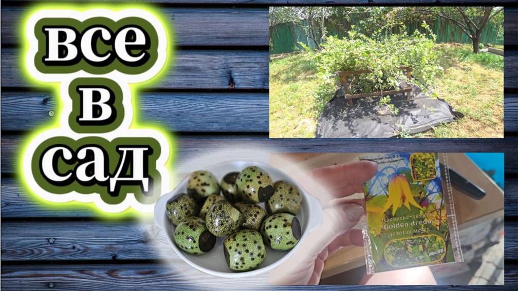 106-25!ТАТЬЯНА РАССКАЖЕТ И ПОКАЖЕТ НОВОЕ У НАС В САДУ/НОВЫЕ ЦВЕТЫ/ВАРЕНЬЕ ИЗ ОРЕХОВ ❣️🍯