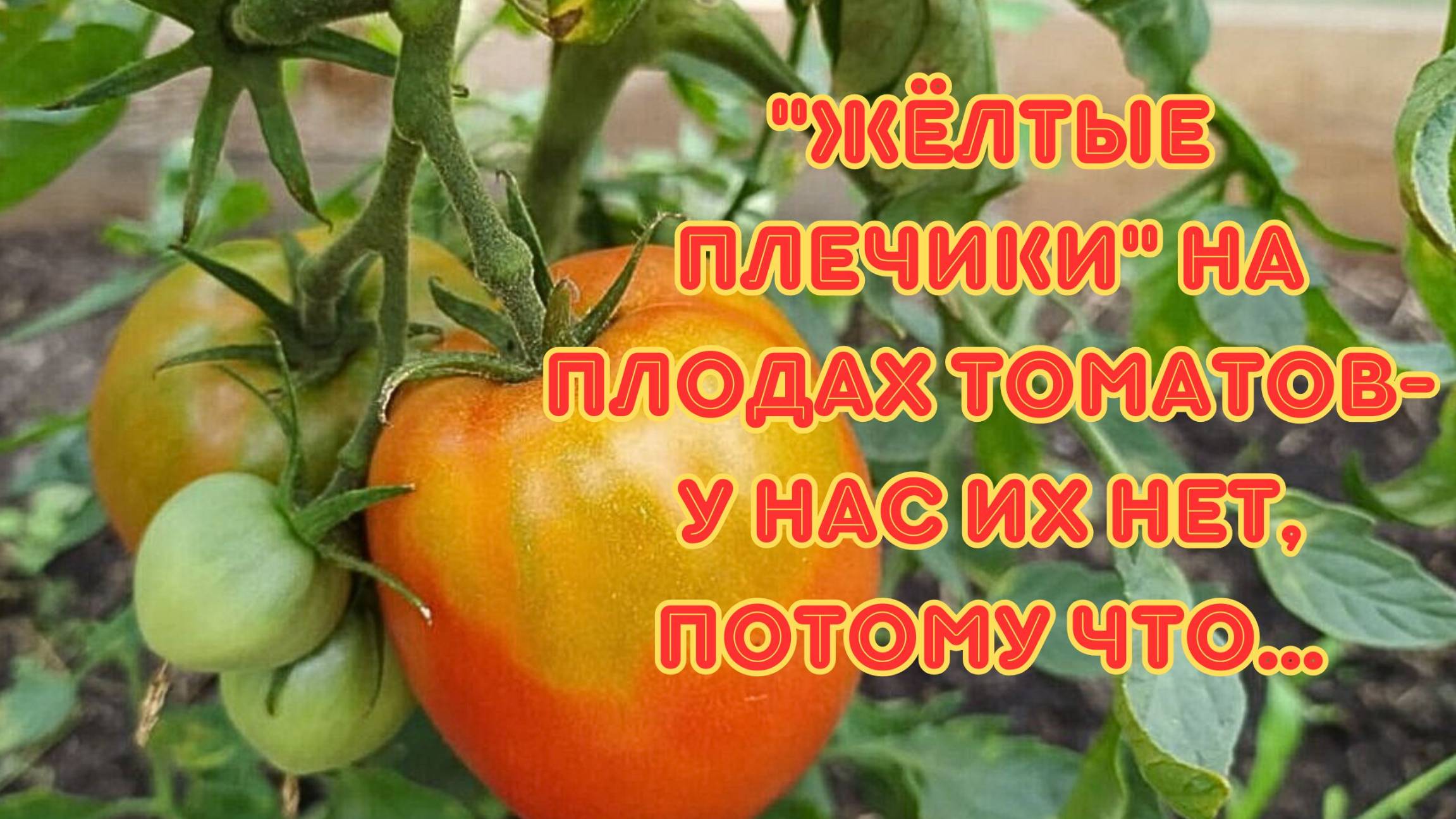 Почему на плодах томатов появляются "жёлтые плечики". смотреть онлайн