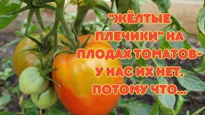 Почему на плодах томатов появляются «жёлтые плечики».