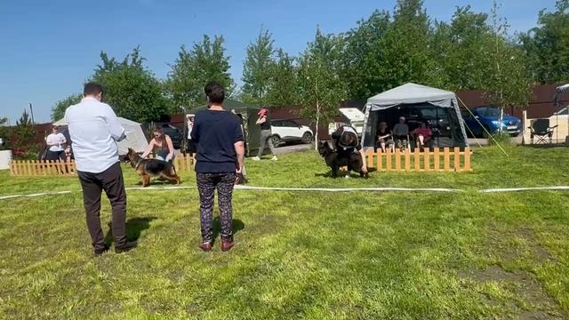 ЩЕНКИ СУКИ ДШ / КЧК БРОННИЦЫ 24 мая`25 F.Bogoeski, О.Васильев Моно немецких овчарок