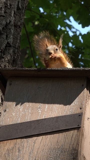 Белка с орехом в парке Гагарина, Самара смотреть онлайн