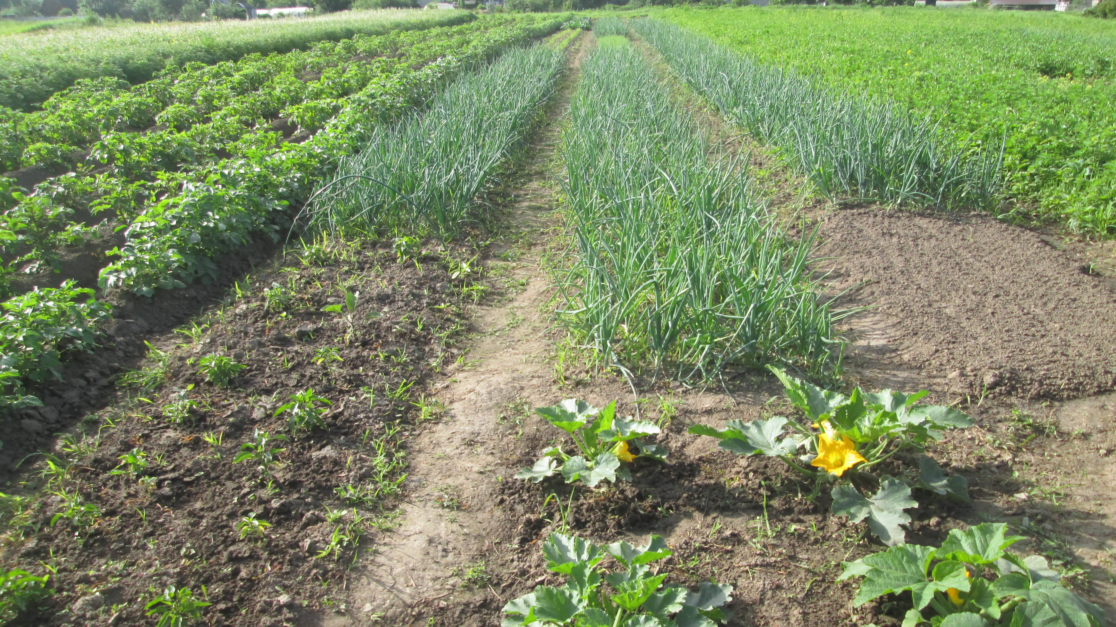 Огород в июне