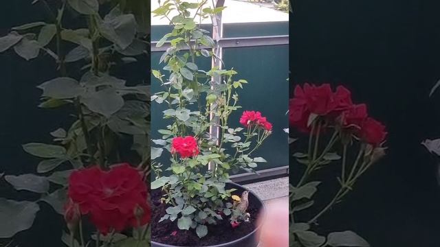 розы смотреть онлайн