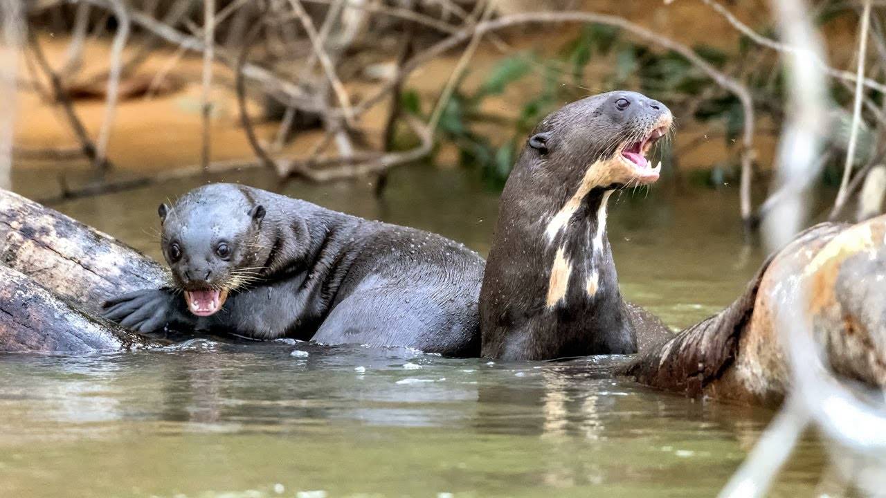 Самые опасные животные Южной Америки! смотреть онлайн