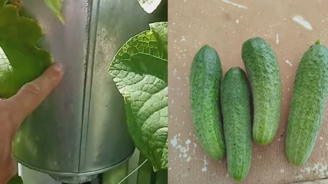 ЭКСПЕРЕМЕНТ (огурцы в ведре) смотреть онлайн