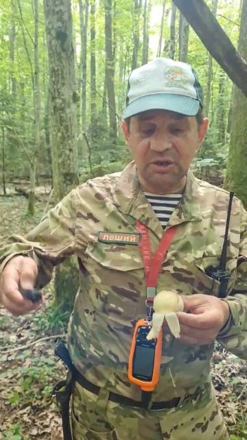 ‼️ ПОСВЯЩЕН В ГРИБНИКИ ‼️ гриб веселка. Поход в лес за грибами смотреть онлайн