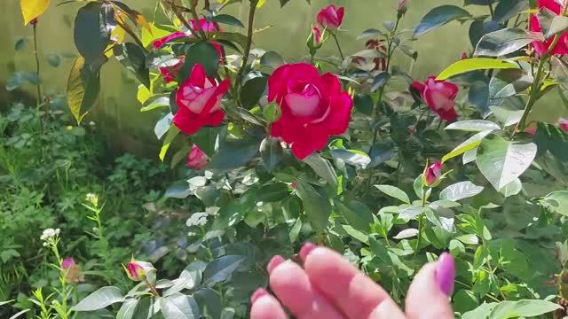 Грустный день. Наши огорчения. Простые рецепты. Готовя смотреть онлайн