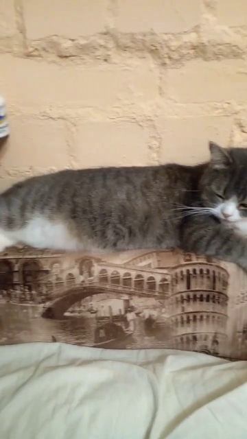 КОГДА КОШКА ВСЕ ВРЕМЯ СПИТ??!   #дача