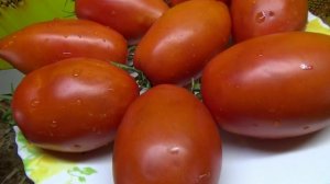 Томат Бычья сила в теплице. Обзор сорта.