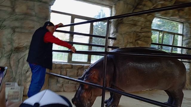 Бахчисарайский парк-миниатюр
Кормления бегемота 🦛