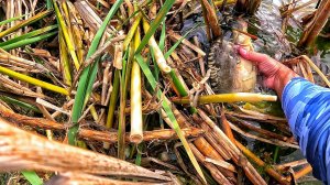 Народная снасть НА КАРПА! Руками поймать тоже можно Рыбалка на фидер летом