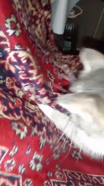 Эпический прыжок маминой булочки!!!        #минуткаогородника #дача #деревня #огород