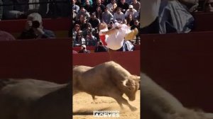 Почти Бескровная коррида, где быков не убивают