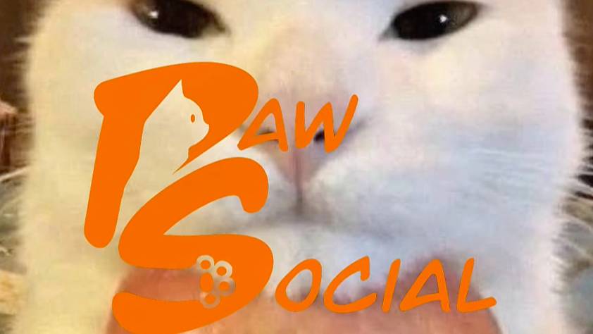 Обзорное видео платформы PawSocial.org