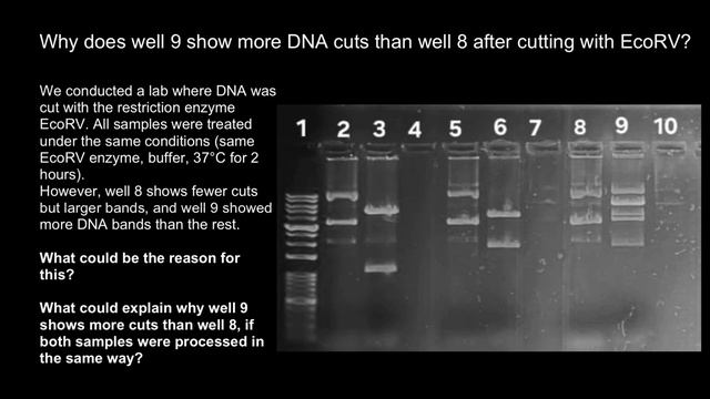 Why does one well show more DNA cuts than another same sample after cutting with EcoRV? смотреть онлайн