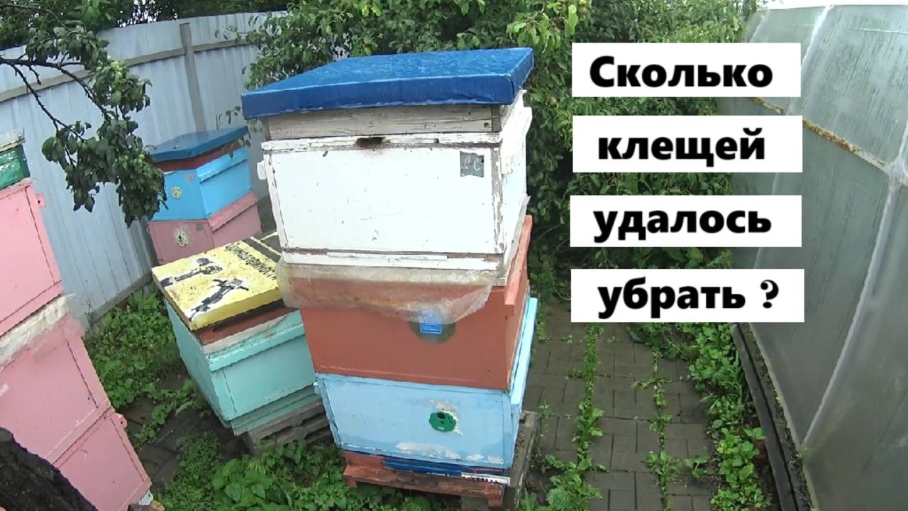 Результаты эксперимента по борьбе с клещами Варроа. смотреть онлайн