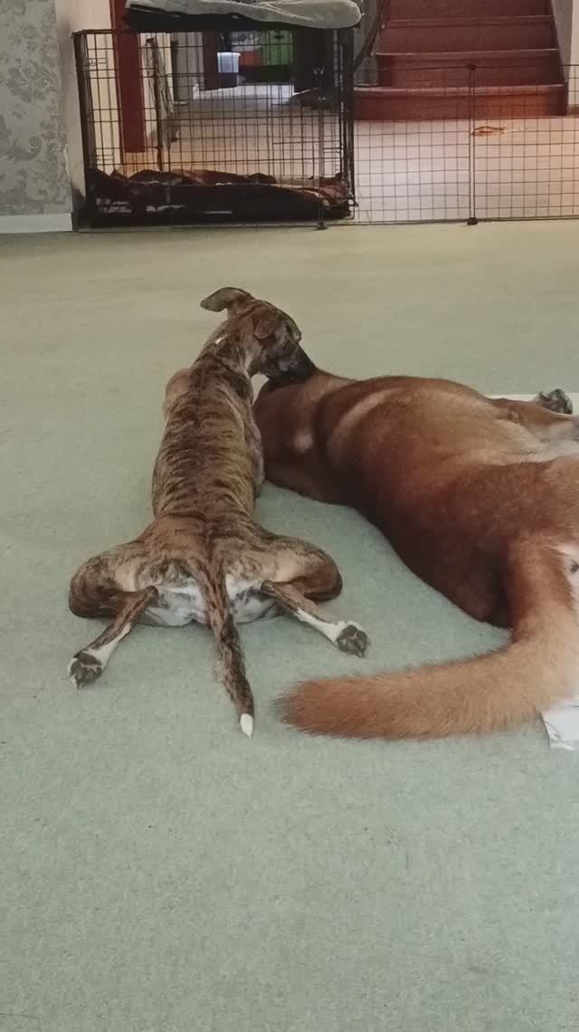 Уиппетячьи нежности